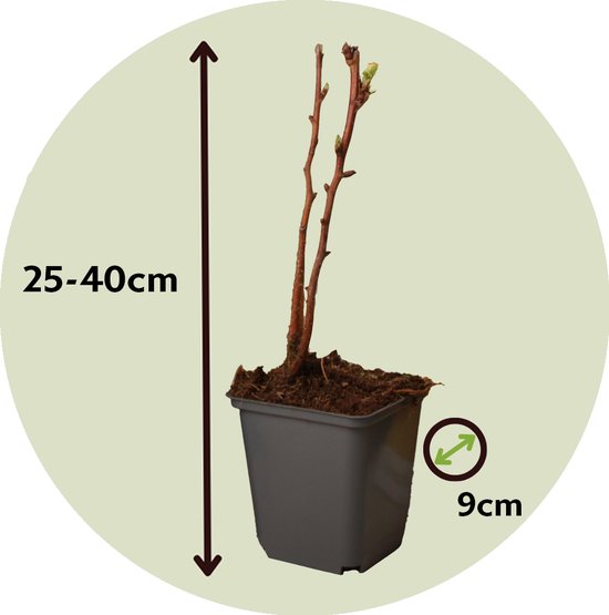 Een jonge framboosplant in pot, 25-40cm hoog, potmaat 9cm.