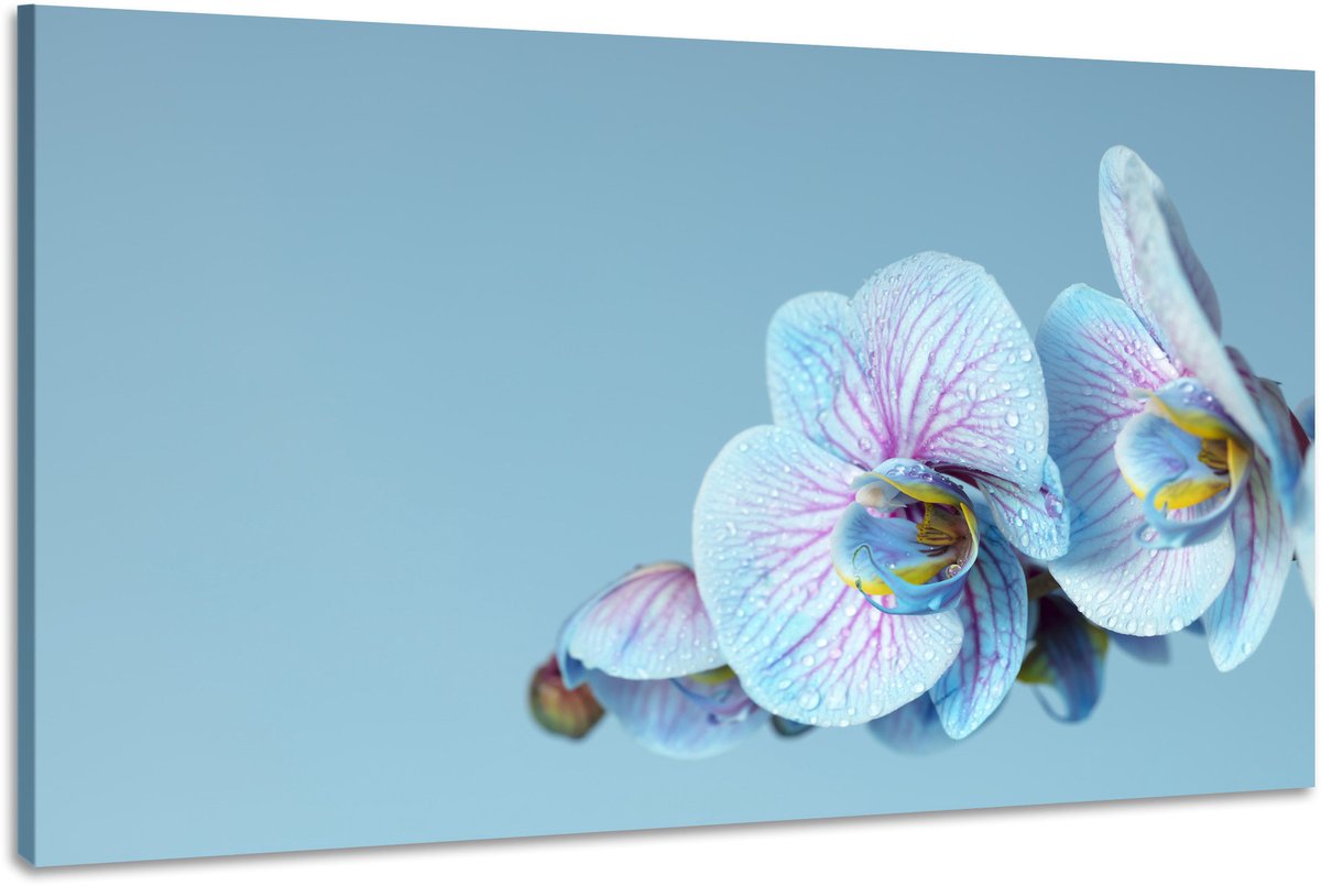 karo-art Schilderij -Blauwe Orchidee, 100x70cm, wanddecoratie Multikleur