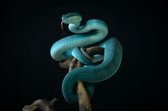 Peinture - Serpent sur fond noir, 2 tailles, impression Premium