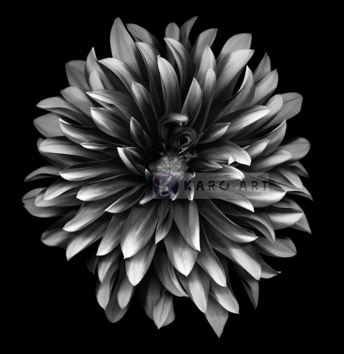 karo-art Schilderij - Dahlia Zwart-Wit , 3 maten , Premium print Multikleur
