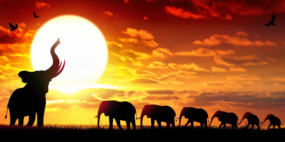 karo-art Schilderij - Kudde olifanten bij zonsondergang , Oranje geel bruin , 2 maten , Wanddecoratie Multikleur