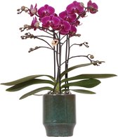 Kolibri Orchids | Paarse phalaenopsis orchidee - Morelia Classy green- potmaat Ø9cm | bloeiende kamerplant - vers van de kweker