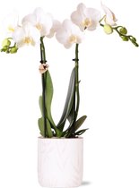 Kolibri Orchids | witte Phalaenopsis orchidee - Amabilis + Leaf pot pink - potmaat Ø9cm | bloeiende kamerplant - vers van de kweker