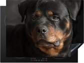 KitchenYeah® Inductie beschermer 70x52 cm - Portret van Rottweiler hond in de studio - Kookplaataccessoires - Afdekplaat voor kookplaat - Inductiebeschermer - Inductiemat - Inductieplaat mat