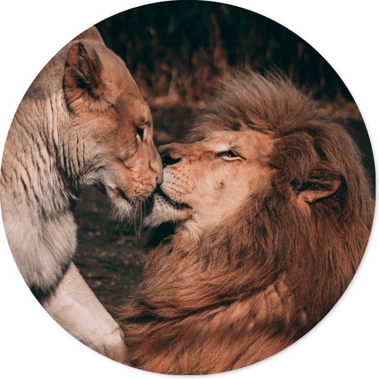 Label2X - Muurcirkel lion couple - Ø 40 cm - Dibond - Multicolor - Wandcirkel - Rond Schilderij - Muurdecoratie Cirkel - Wandecoratie rond - Decoratie voor woonkamer of slaapkamer