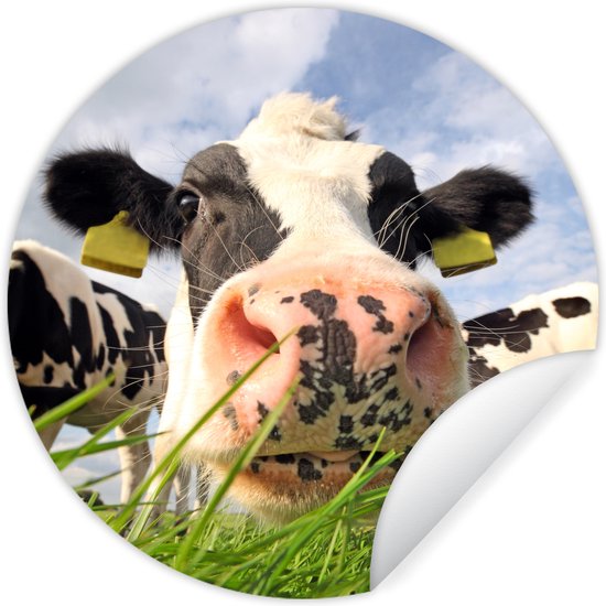 WallCircle - Muurstickers - Behangcirkel - Koe - Boerderij - Gras - Dieren - ⌀ 30 cm - Muurcirkel - Zelfklevend - Ronde Behangsticker