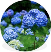 WallCircle - Wandcirkel ⌀ 120 - Blauwe hortensia bloemen - Ronde schilderijen woonkamer - Wandbord rond - Muurdecoratie cirkel - Kamer decoratie binnen - Wanddecoratie muurcirkel - Woonaccessoires XXL