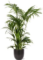 kentia-palm-in-boule-pot