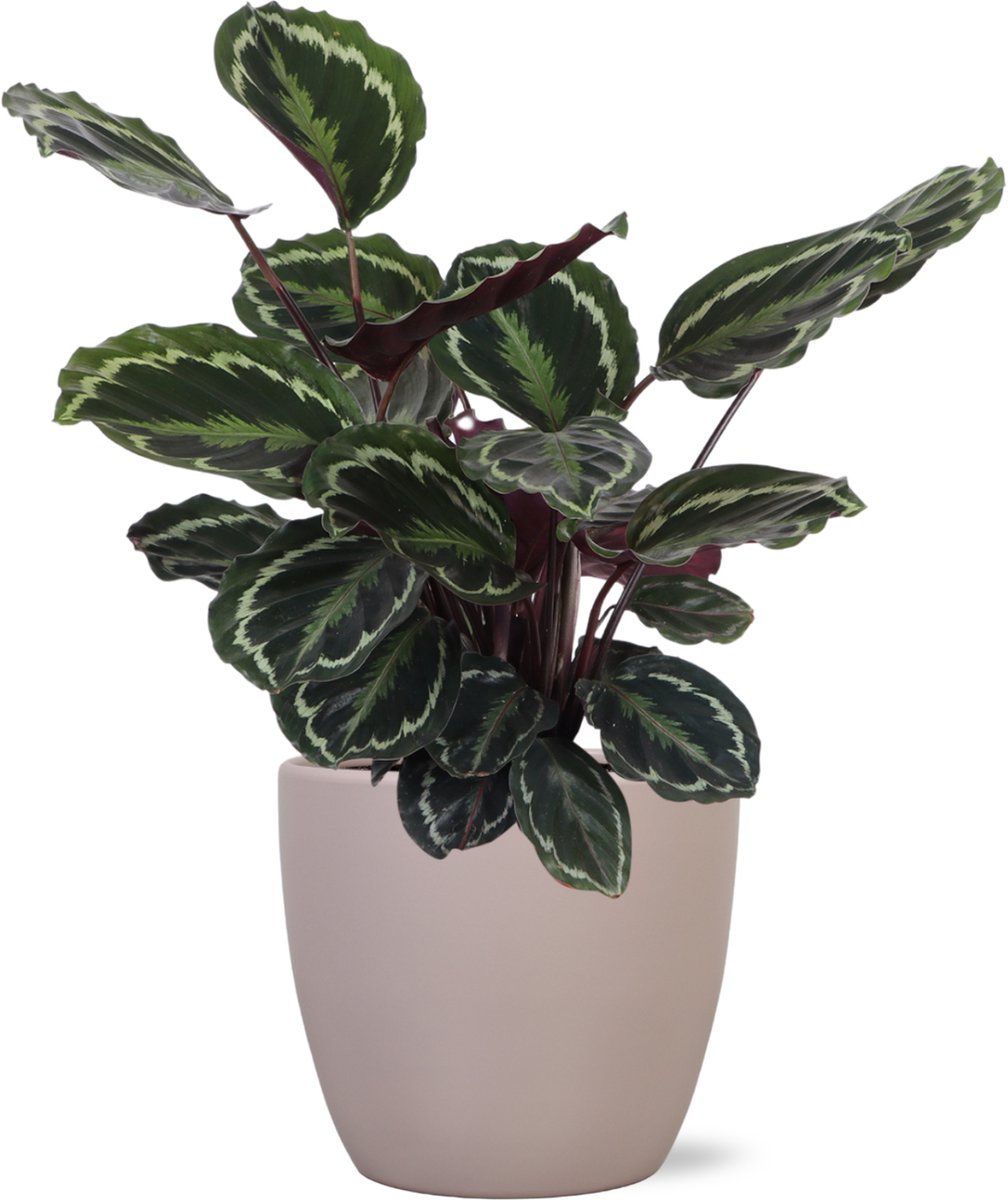 Calathea Medaillon Ø21cm - 70cm in Boule taupe pot