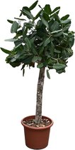 Ficus Benghalensis Boom - 180 Cm - Ø45