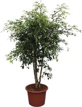 Ficus Benjamina Exotica vertakt - Potmaat 50cm - Hoogte 190cm