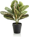 Kunstplant - Marantha Fascinator - 10 gebodenplant - 30 cm