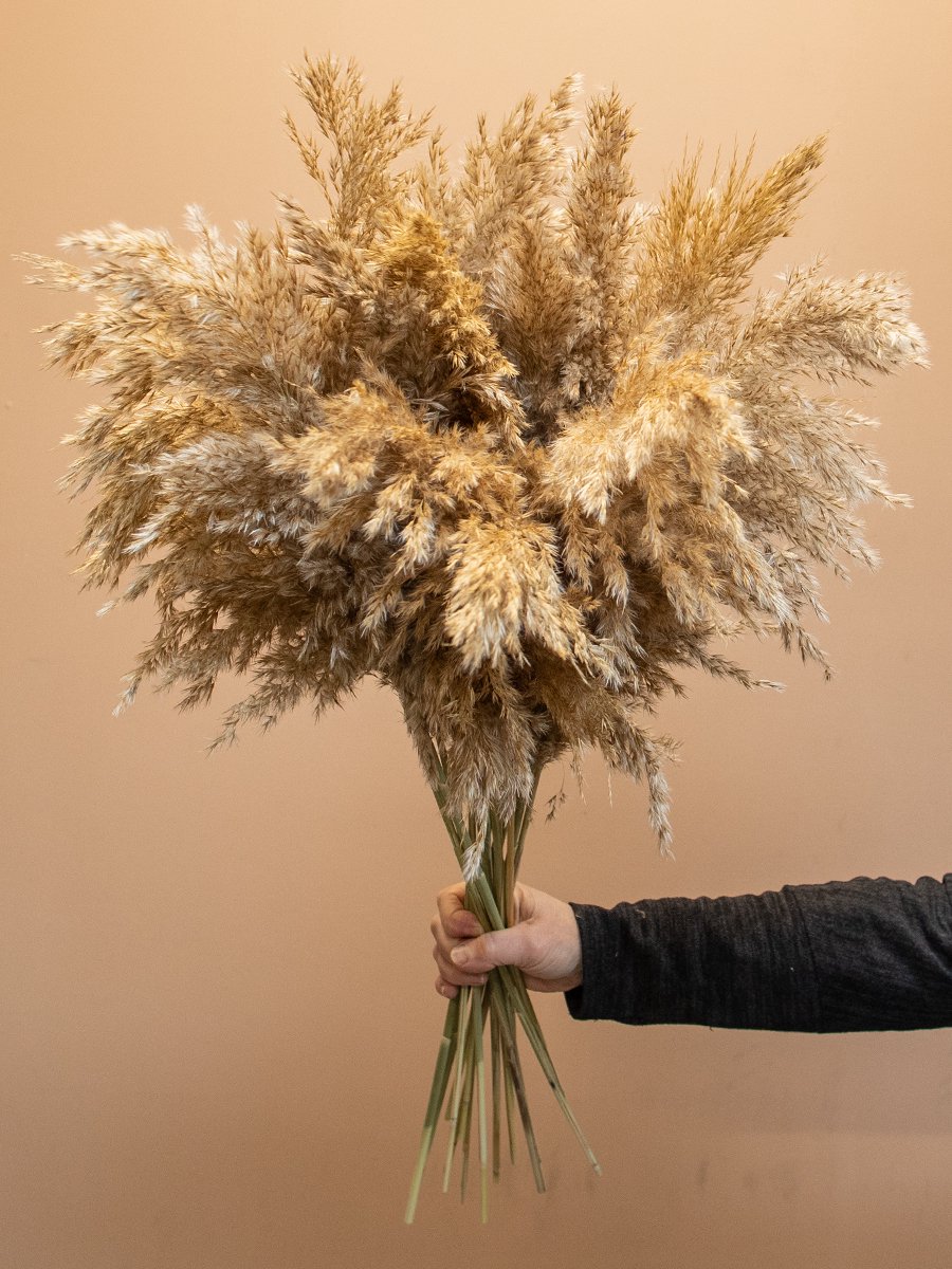 Droogbloemen - boeket 15 x (Wooly) Pampas Pluimen | Rietpluimen | 80 cm