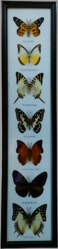 vlinder-vlinders in lijst-insect-insecten-opgezette-vlinders-fotolijst