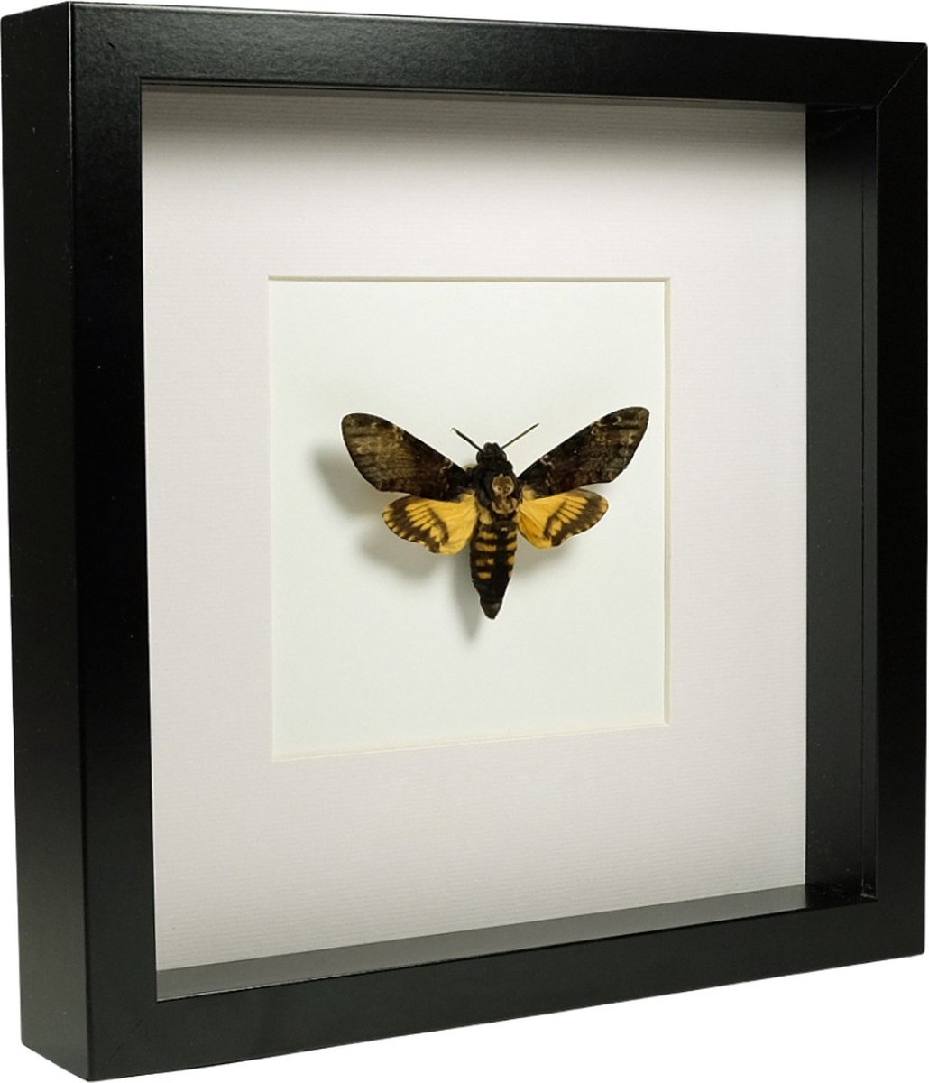 Opgezette Vlinder in Zwarte Lijst 16x16 cm - Acherontia Atropos
