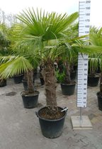 Winterharde Palmboom, Trachycarpus Fortunei - Stamhoogte 100 cm, totale hoogte 200 cm