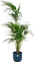 Kentia palm inclusief elho Vibes Fold Round blauw - Potmaat 30cm - Hoogte 180cm