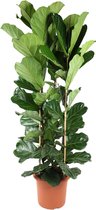 Tabaksplant - Ficus Lyrata XXL struik hoogte 240cm potmaat 40cm