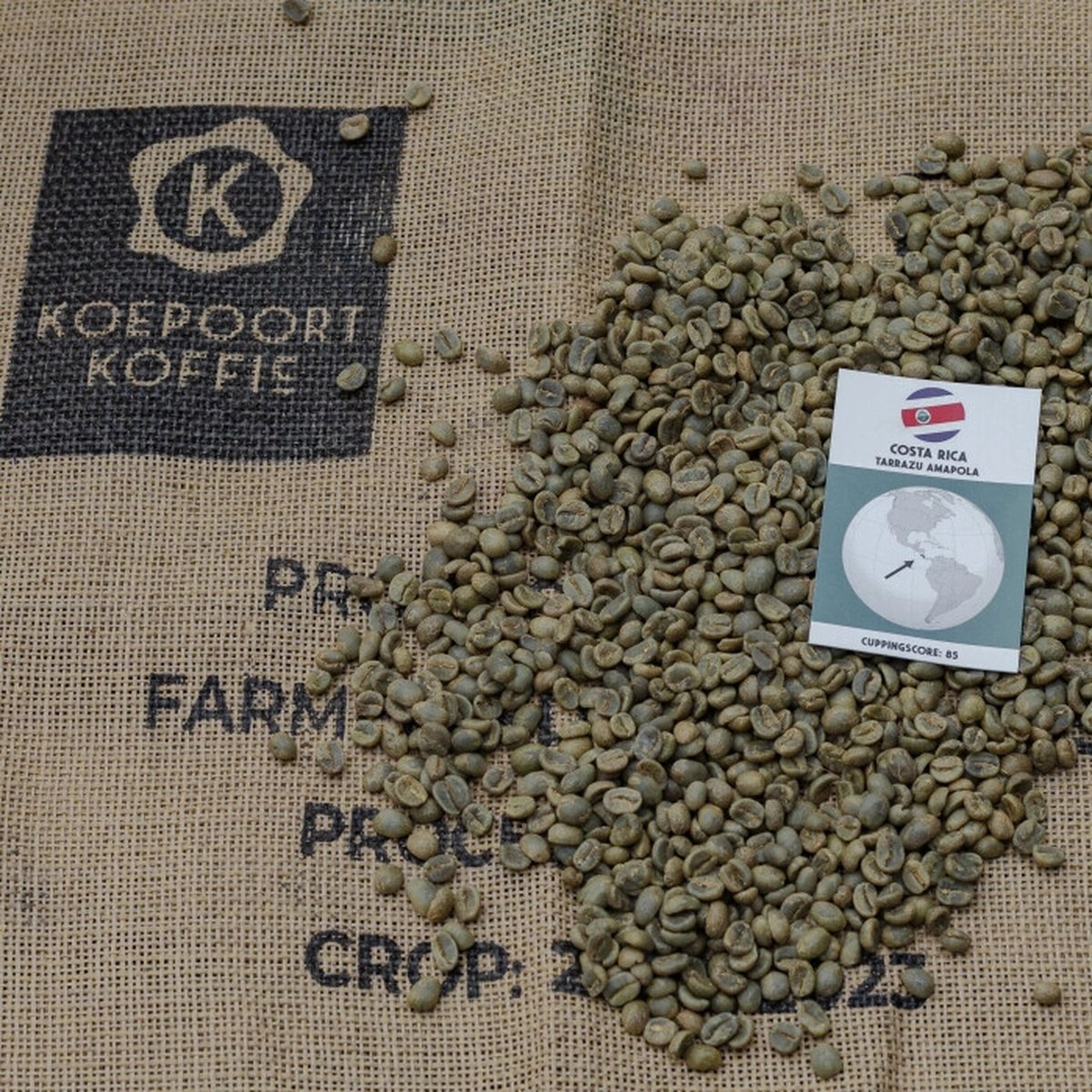Costa Rica Tarrazu Amapola - ongebrande groene koffiebonen - 1 kg