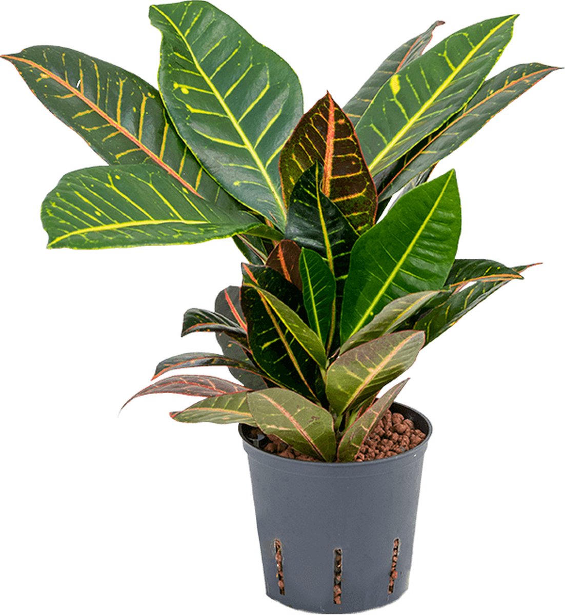 Croton - 2pp Hydrocultuur - 30