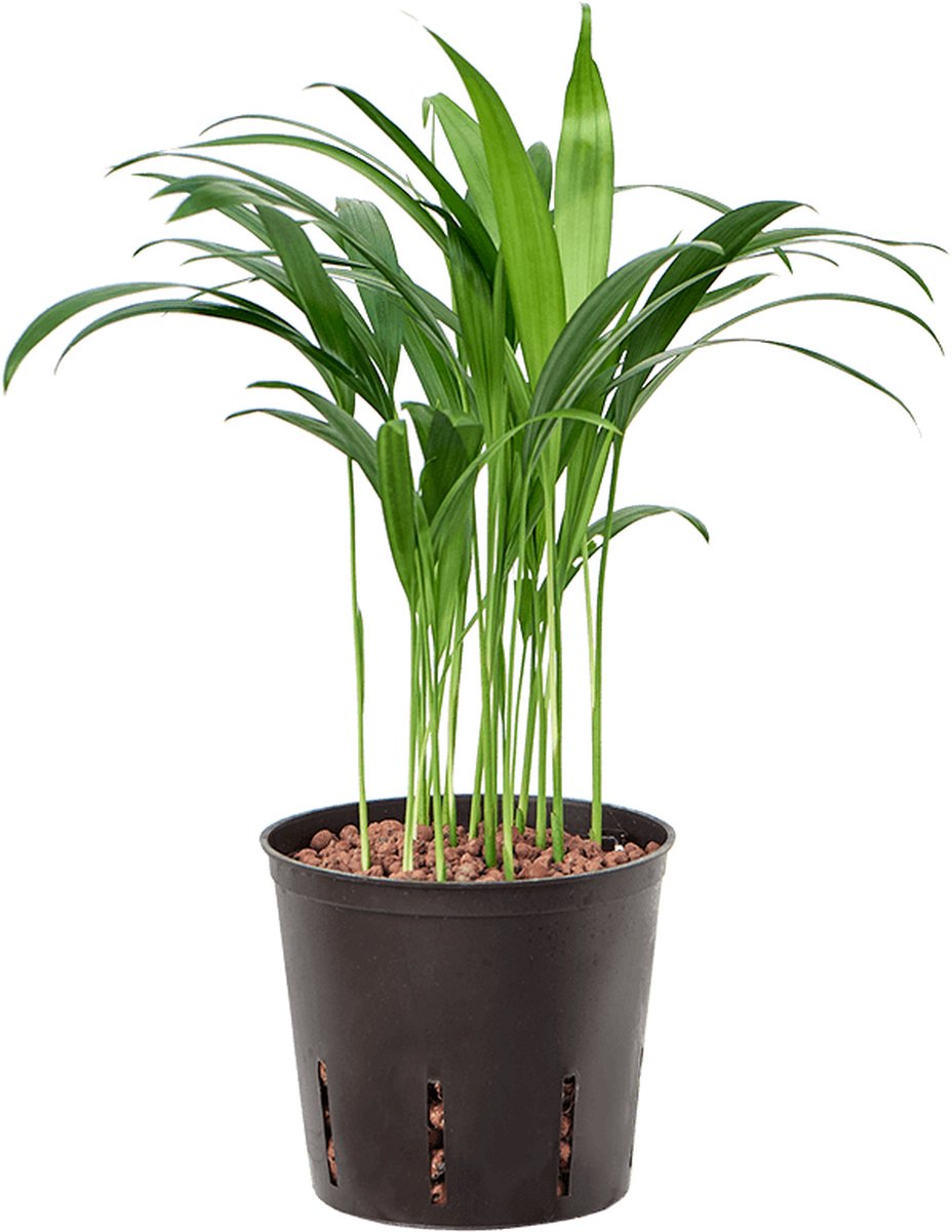 Dypsis Hydrocultuur - 35cm pot 13cm