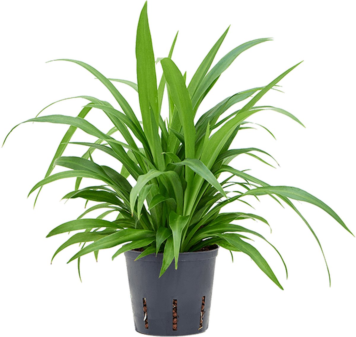Chlorophytum comosum 'Lemon' Hydrocultuur - 35cm pot 13cm