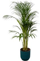 Areca palm - ↨110cm - Ø21cm inclusief elho Vibes Fold Round blauw D22xH20