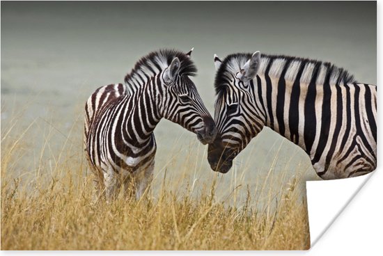 Poster Moeder zebra en haar jong - 30x20 cm