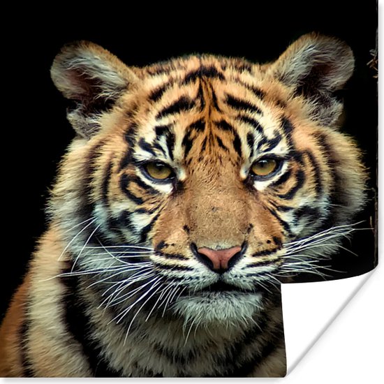 Portret Sumatraanse tijgerwelp Poster 100x100 cm - Foto print op Poster (wanddecoratie woonkamer / slaapkamer) / Wilde dieren Poster