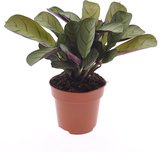 Groene plant – Ctenanthe (Ctenanthe Amagris) – Hoogte: 25 cm – van Botanicly