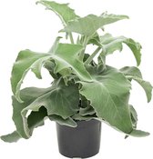 Vetplant – Olifantsoren (Kalanchoe Beharensis) – Hoogte: 50 cm – van Botanicly