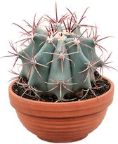 Cactus – Barrel cactus (Ferocactus Stainesii) met bloempot – Hoogte: 25 cm – van Botanicly