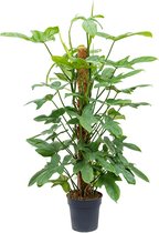 Groene plant – Philodendron (Philodendron Bipennifolium Silver Violin) – Hoogte: 120 cm – van Botanicly