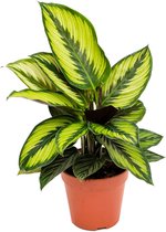 Calathea – Marantaceae (Calathea Beauty Star) – Hoogte: 35 cm – van Botanicly