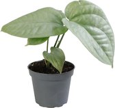 Monstera – Gatenplant (Monstera Amydrium Medium Silver) – Hoogte: 13 cm – van Botanicly