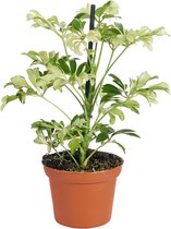 Groene plant – Vingersboom (Schefflera Arboricola Janine) – Hoogte: 20 cm – van Botanicly