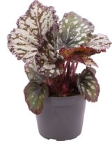 Begonia – Stippenbegonia (Begonia Redew Drop) – Hoogte: 15 cm – van Botanicly