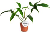 Groene plant – Philodendron (Philodendron Glad Hands) – Hoogte: 30 cm – van Botanicly