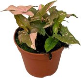 Groene plant – Gatenplant (Syngonium Red Spot) – Hoogte: 25 cm – van Botanicly