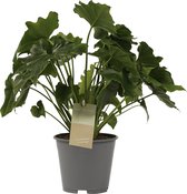 Groene plant – Philodendron (Philodendron Shangri La) – Hoogte: 35 cm – van Botanicly