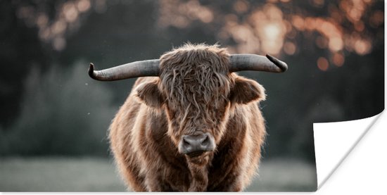 Affiche Highlander écossais - Animal - Coucher de soleil - 40x20 cm
