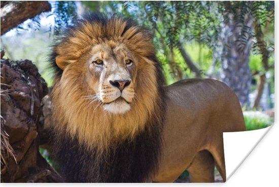 Poster Lion mâle debout 120x80 cm - Tirage photo sur Poster (décoration murale salon / chambre) / Poster Animaux