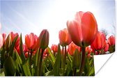Poster Een veld vol met rode tulpen - 180x120 cm XXL