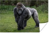 Poster Een Gorilla loopt op zijn handen en benen - 90x60 cm