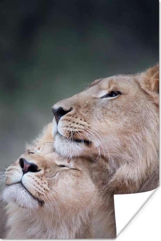 Twee knuffelende leeuwen close-up Poster 80x120 cm - Foto print op Poster (wanddecoratie woonkamer / slaapkamer) / Wilde dieren Poster