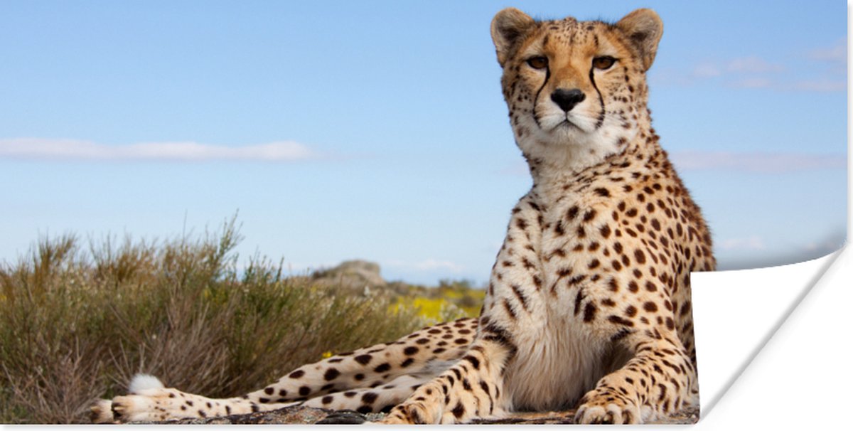 Poster Luipaard - Dieren - Natuur - 160x80 cm