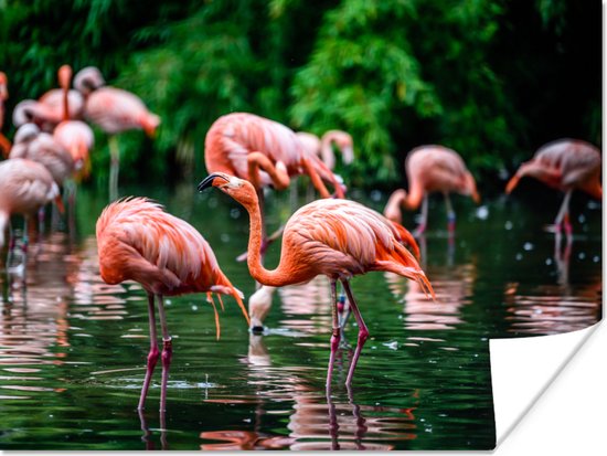 PosterMonkey - Poster - Fotolijst - Vogel - Water - Flamingo - Tropical - Dieren - 80x60 cm - Poster in lijst - Poster flamingo - Foto met lijst - Poster met kader