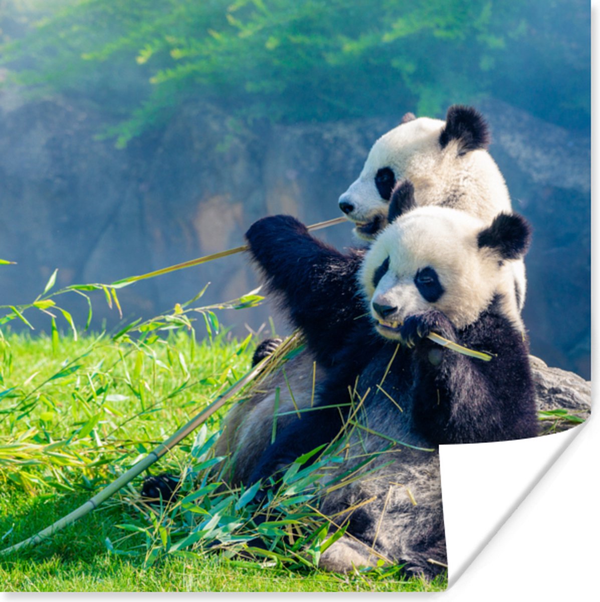 Poster Panda - Bamboe - Gras - Dieren - 50x50 cm