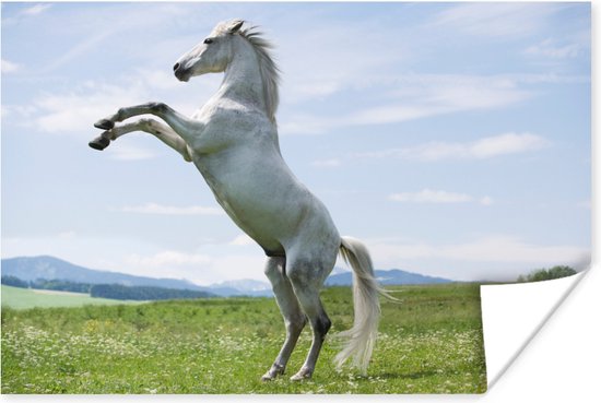 Wit paard steigert Poster 90x60 cm - Foto print op Poster (wanddecoratie)