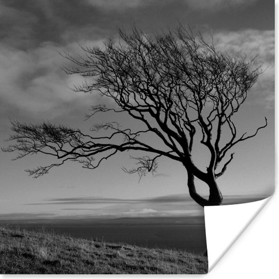 Winterfoto beukenboom zwart-wit Poster 75x75 cm - Foto print op Poster (wanddecoratie)